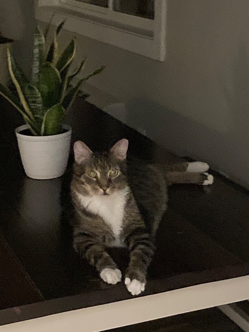 Israel (a.k.a Izzy)