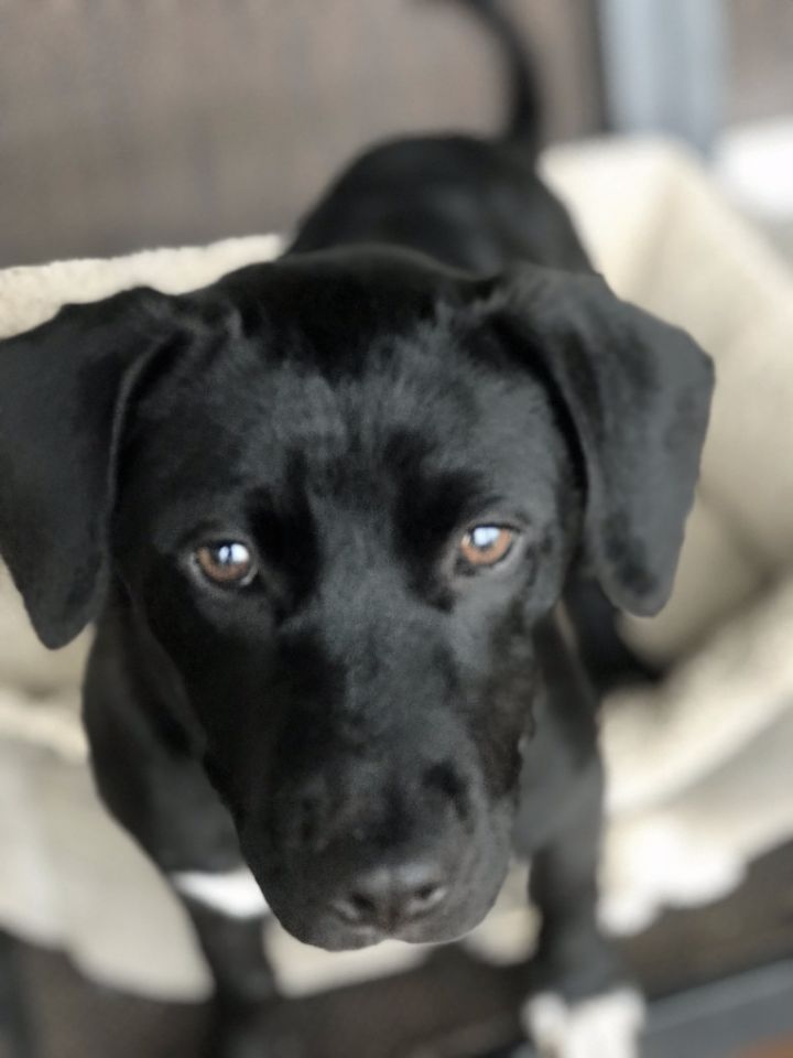 Abby's best sale labrador puppies