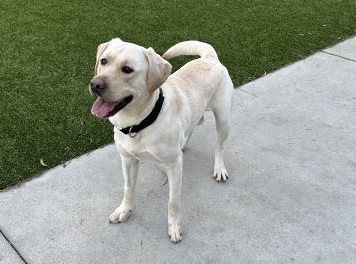 Beast , an adopted Labrador Retriever & Yellow Labrador Retriever Mix in Los Alamitos, CA_image-3