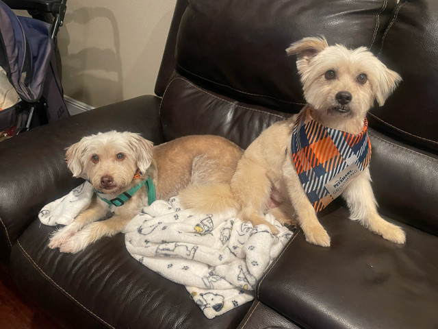 Lola and Nola, an adoptable Maltese, Terrier in Costa Mesa, CA, 92627 | Photo Image 1