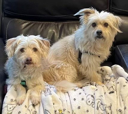 Lola and Nola, an adoptable Maltese, Terrier in Costa Mesa, CA, 92627 | Photo Image 2