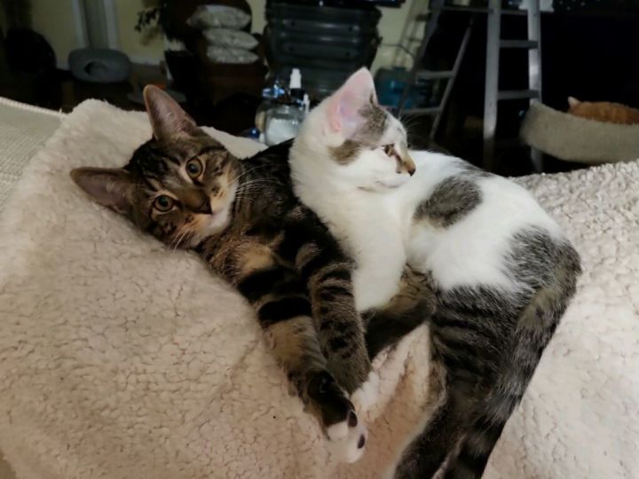 Mittens and Sundae, an adoptable Domestic Short Hair in Louisville, KY_image-1