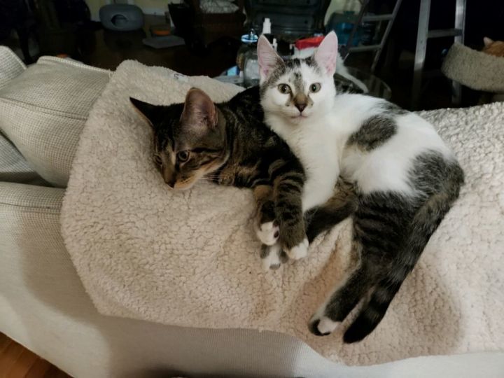 Mittens and Sundae, an adoptable Domestic Short Hair in Louisville, KY_image-3
