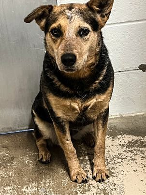 Coco, an adoptable Cattle Dog Mix in Weatherford, TX_image-1