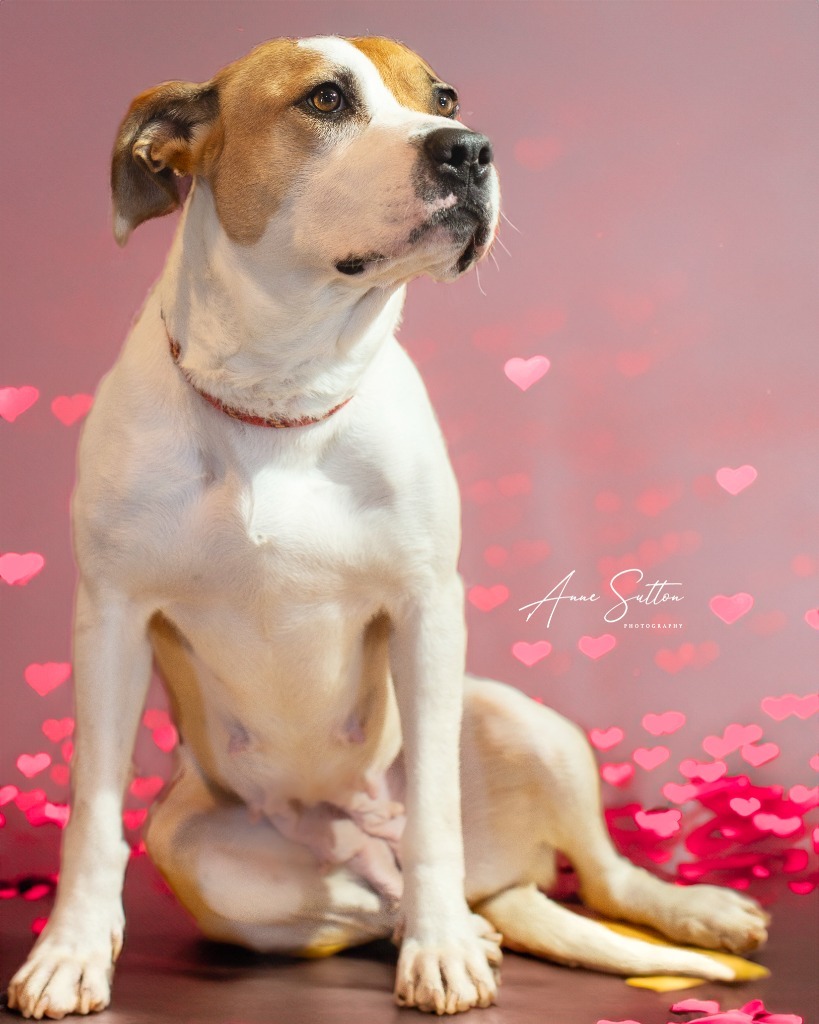 Gizmo, an adoptable Pit Bull Terrier in Hot Springs, SD, 57747 | Photo Image 1