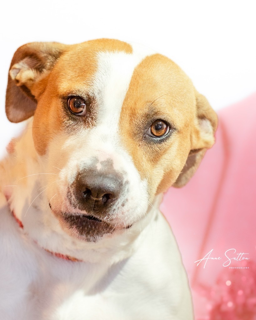 Gizmo, an adoptable Pit Bull Terrier in Hot Springs, SD, 57747 | Photo Image 2