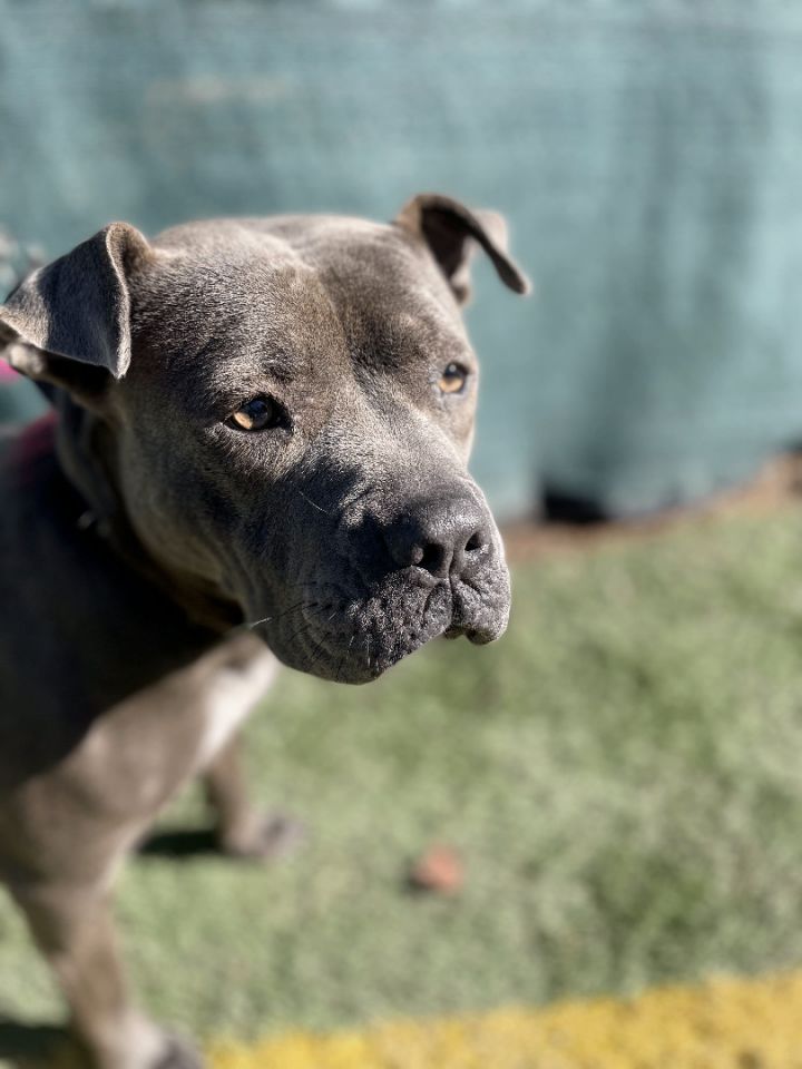 Blue staffy best sale cross pitbull puppies