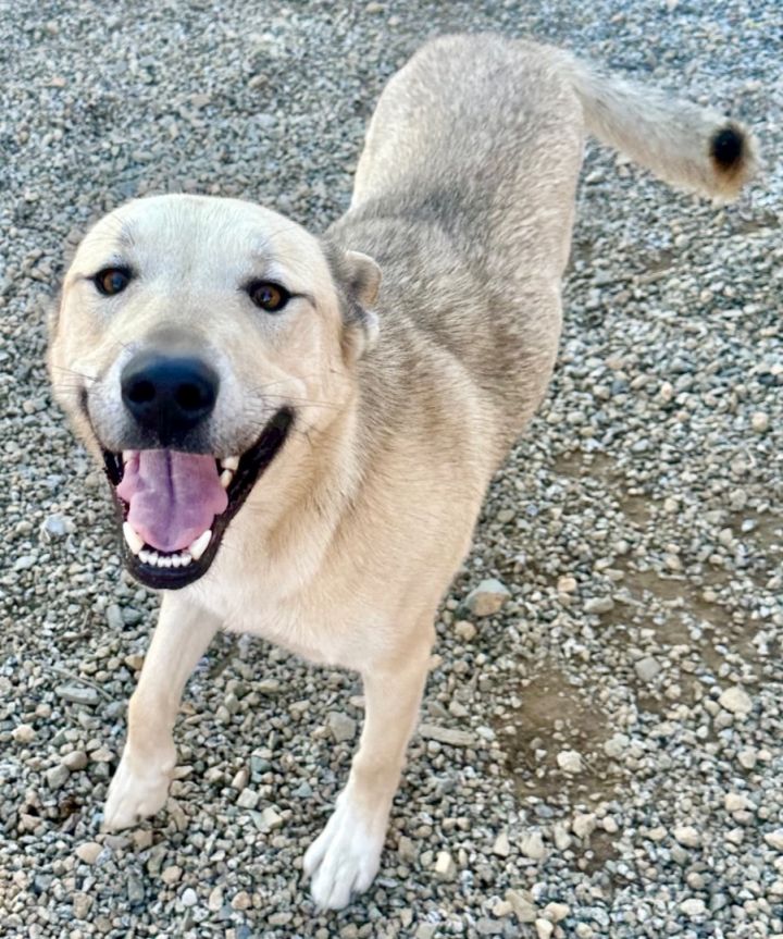 Shiba inu best sale labrador retriever mix