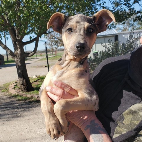 Dog for adoption - Trinity KL, a Catahoula Leopard Dog Mix in ...