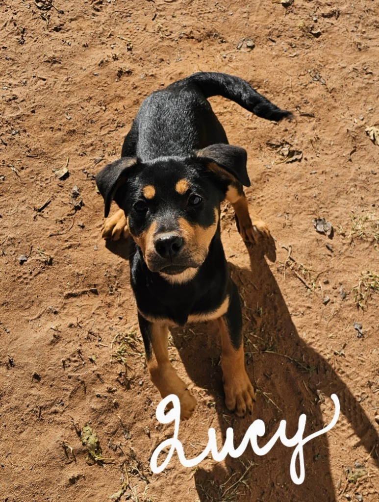 Lucy, an adoptable Shiba Inu in Midland, TX, 79705 | Photo Image 2