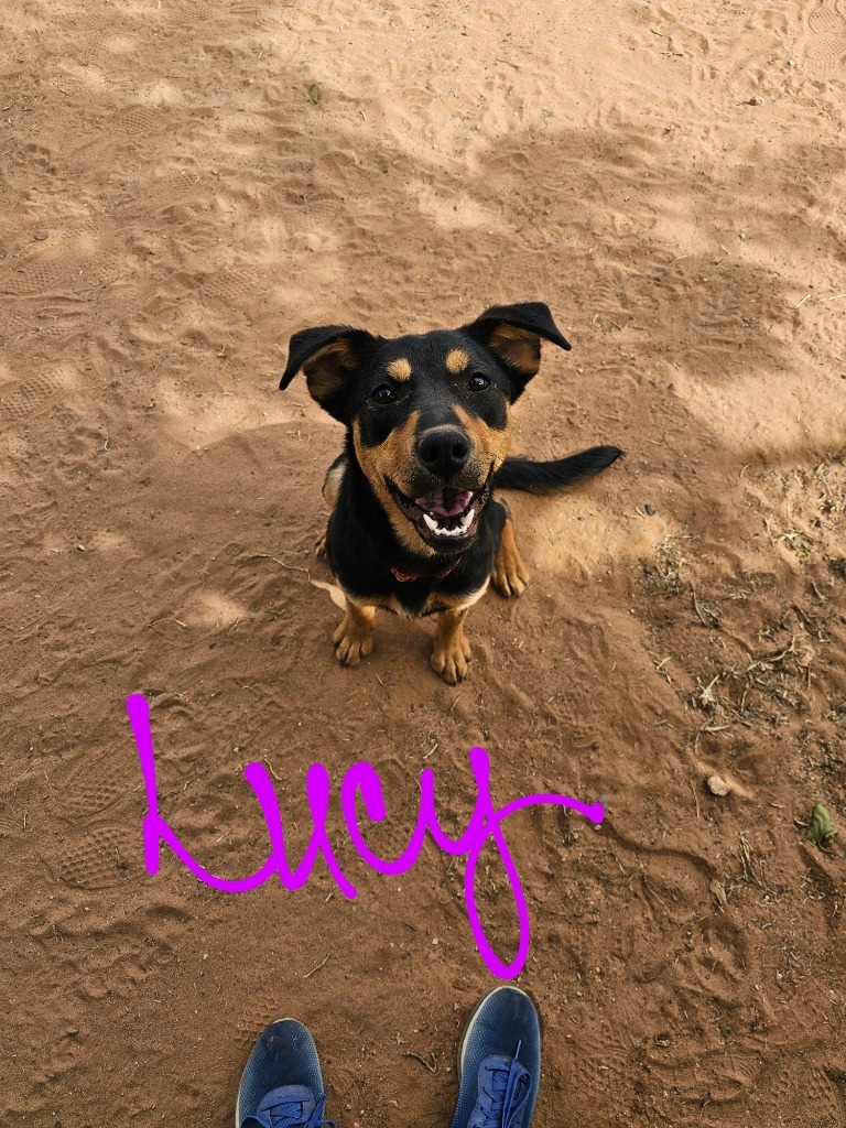 Lucy, an adoptable Shiba Inu in Midland, TX, 79705 | Photo Image 3