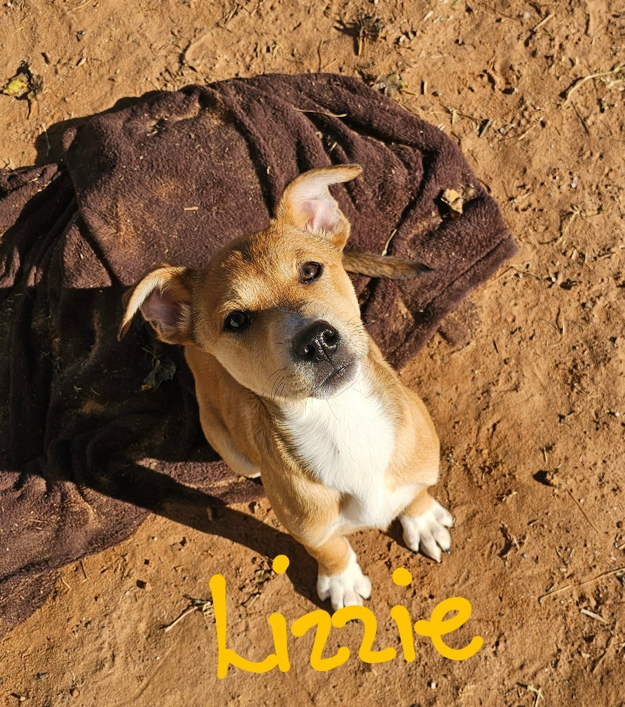 Lizzie, an adoptable Shiba Inu in Midland, TX, 79705 | Photo Image 1
