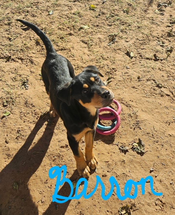 Barron 2