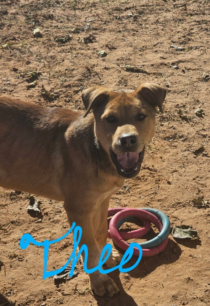 Theo, an adoptable Shiba Inu in Midland, TX, 79705 | Photo Image 1