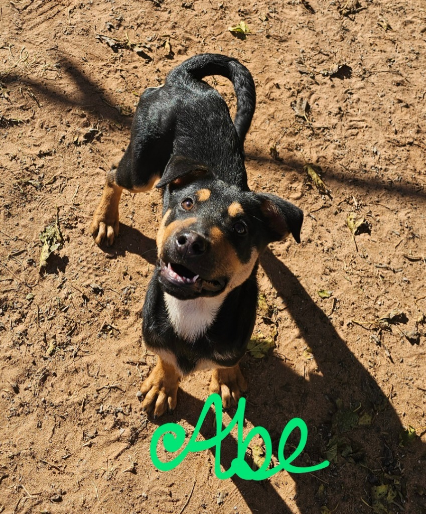 Abe, an adoptable Shiba Inu in Midland, TX, 79705 | Photo Image 1