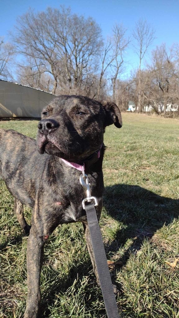 Dean, an adoptable Labrador Retriever, Mixed Breed in Pittsfield, IL, 62363 | Photo Image 1