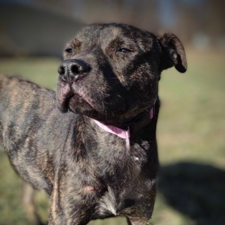 Dean, an adoptable Labrador Retriever, Mixed Breed in Pittsfield, IL, 62363 | Photo Image 1