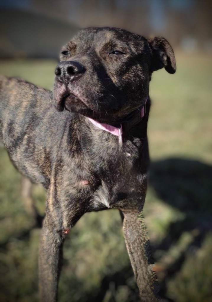 Dean, an adoptable Labrador Retriever, Mixed Breed in Pittsfield, IL, 62363 | Photo Image 2