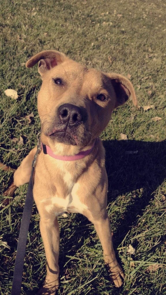 Sam, an adoptable Labrador Retriever, Mixed Breed in Pittsfield, IL, 62363 | Photo Image 1