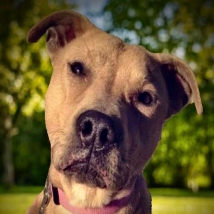 Sam, an adoptable Labrador Retriever, Mixed Breed in Pittsfield, IL, 62363 | Photo Image 1