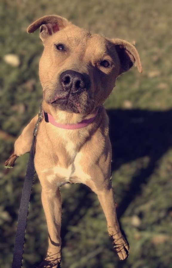 Sam, an adoptable Labrador Retriever, Mixed Breed in Pittsfield, IL, 62363 | Photo Image 2