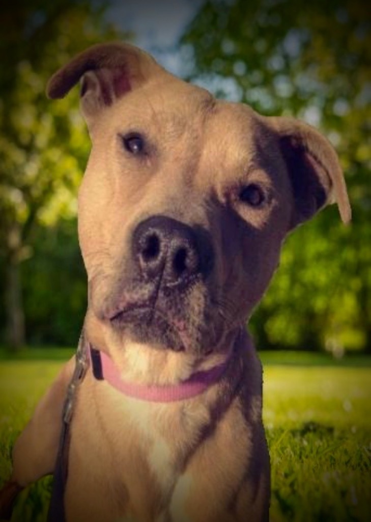 Sam, an adoptable Labrador Retriever, Mixed Breed in Pittsfield, IL, 62363 | Photo Image 3