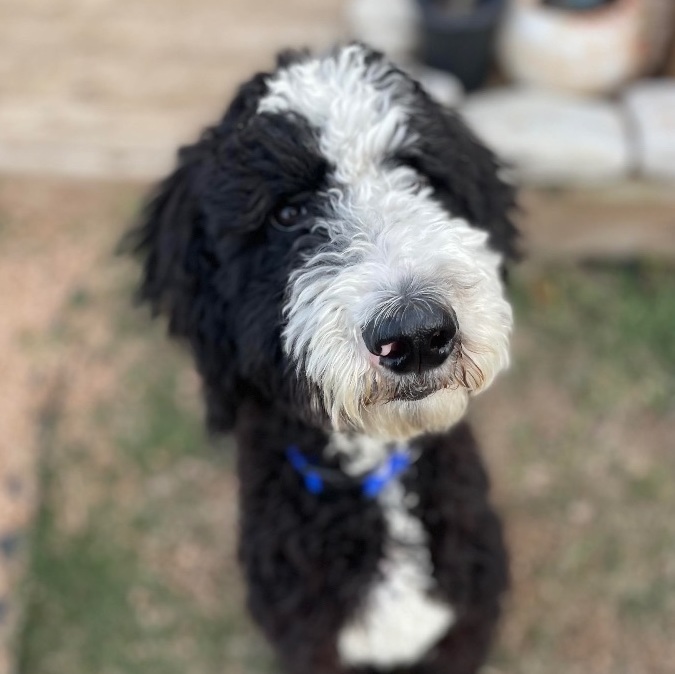 Sheepadoodle petfinder hot sale