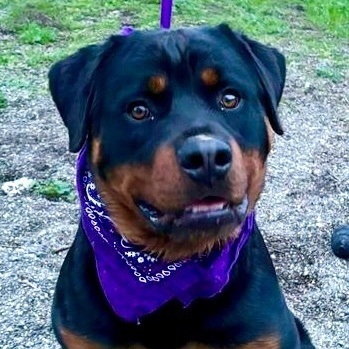 Petfinder rottweiler sales