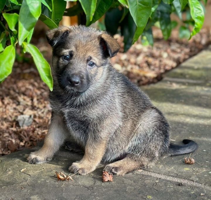 Dog for adoption - Kate Spade, a German Shepherd Dog in Fulton, CA ...