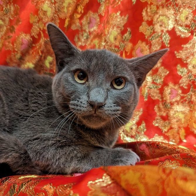 Cat for adoption - Nola, a Domestic Short Hair Mix in Sacramento, CA ...