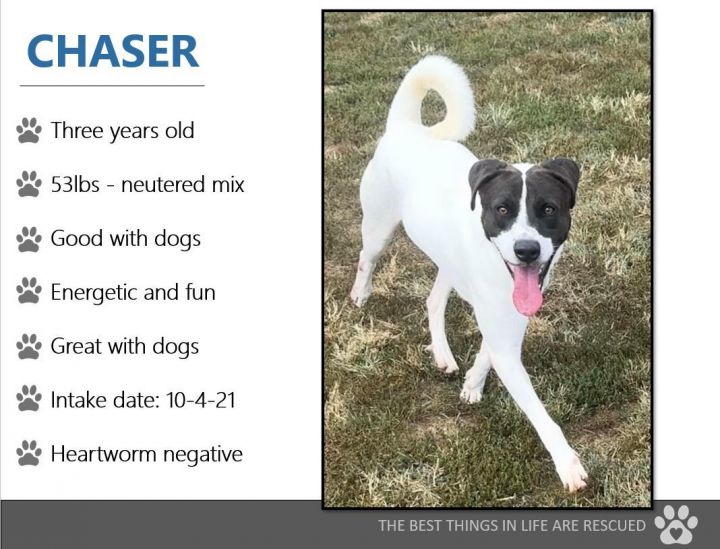 Foster Chaser 2