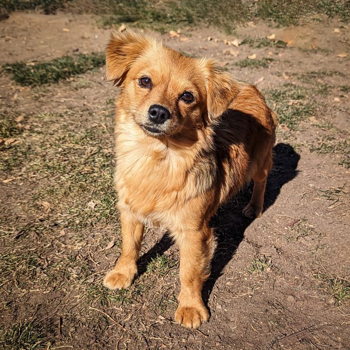 Shih poo 2024 dachshund mix