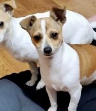 Jack russell hot sale petfinder