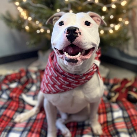 Ghost, an adoptable Pit Bull Terrier in Blair, WI, 54616 | Photo Image 3