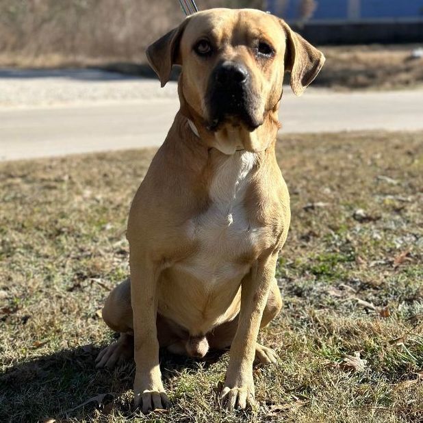 Petfinder mastiff hot sale