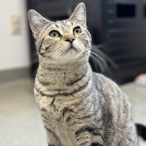 Midge, an adoptable Domestic Short Hair in Thomaston, ME, 04861 | Photo Image 1