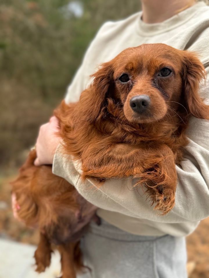 Petfinder cavalier king sales charles