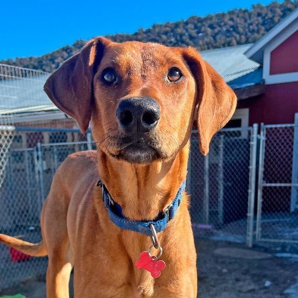 Vizsla redbone coonhound hot sale mix