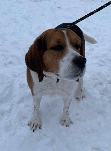 MARIO, an adoptable Beagle in Ironwood, MI, 49938 | Photo Image 1