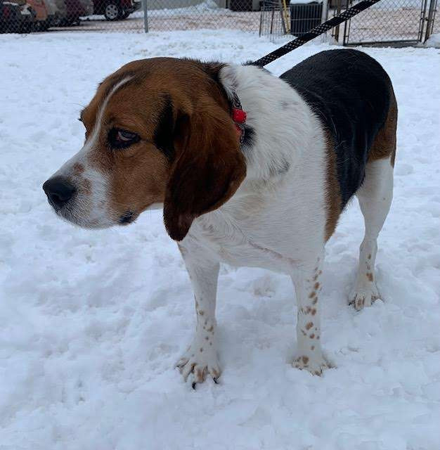 MARIO, an adoptable Beagle in Ironwood, MI, 49938 | Photo Image 2