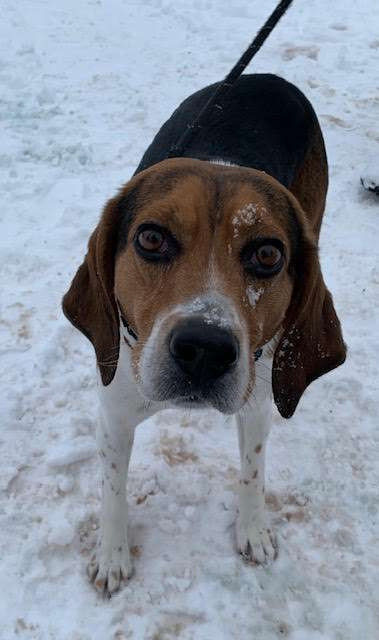 LUIGI, an adoptable Beagle in Ironwood, MI, 49938 | Photo Image 1