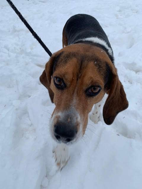 LUIGI, an adoptable Beagle in Ironwood, MI, 49938 | Photo Image 2