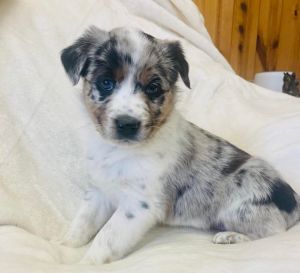 Blue merle outlet heeler puppies