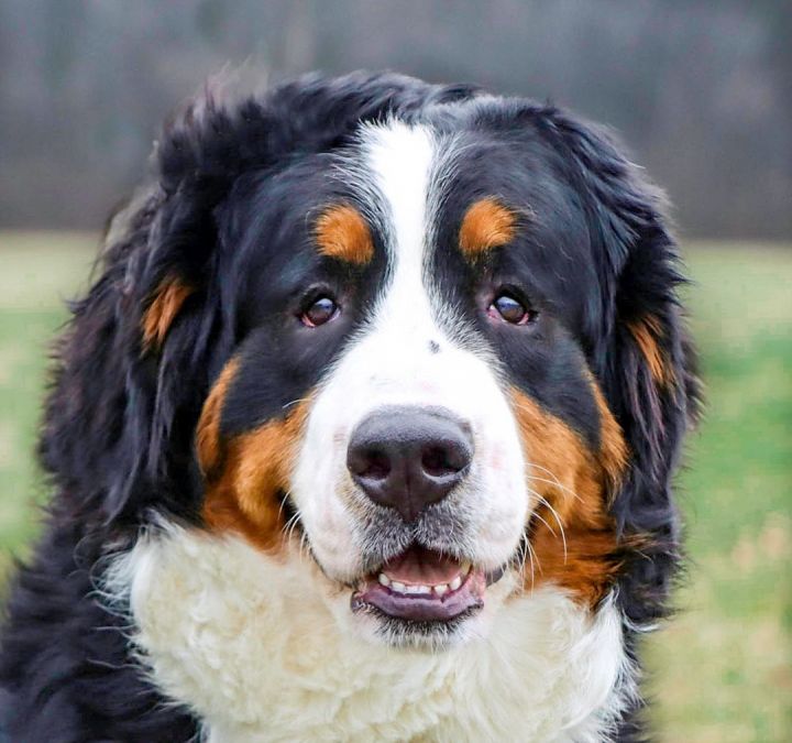 Bernese for hot sale adoption