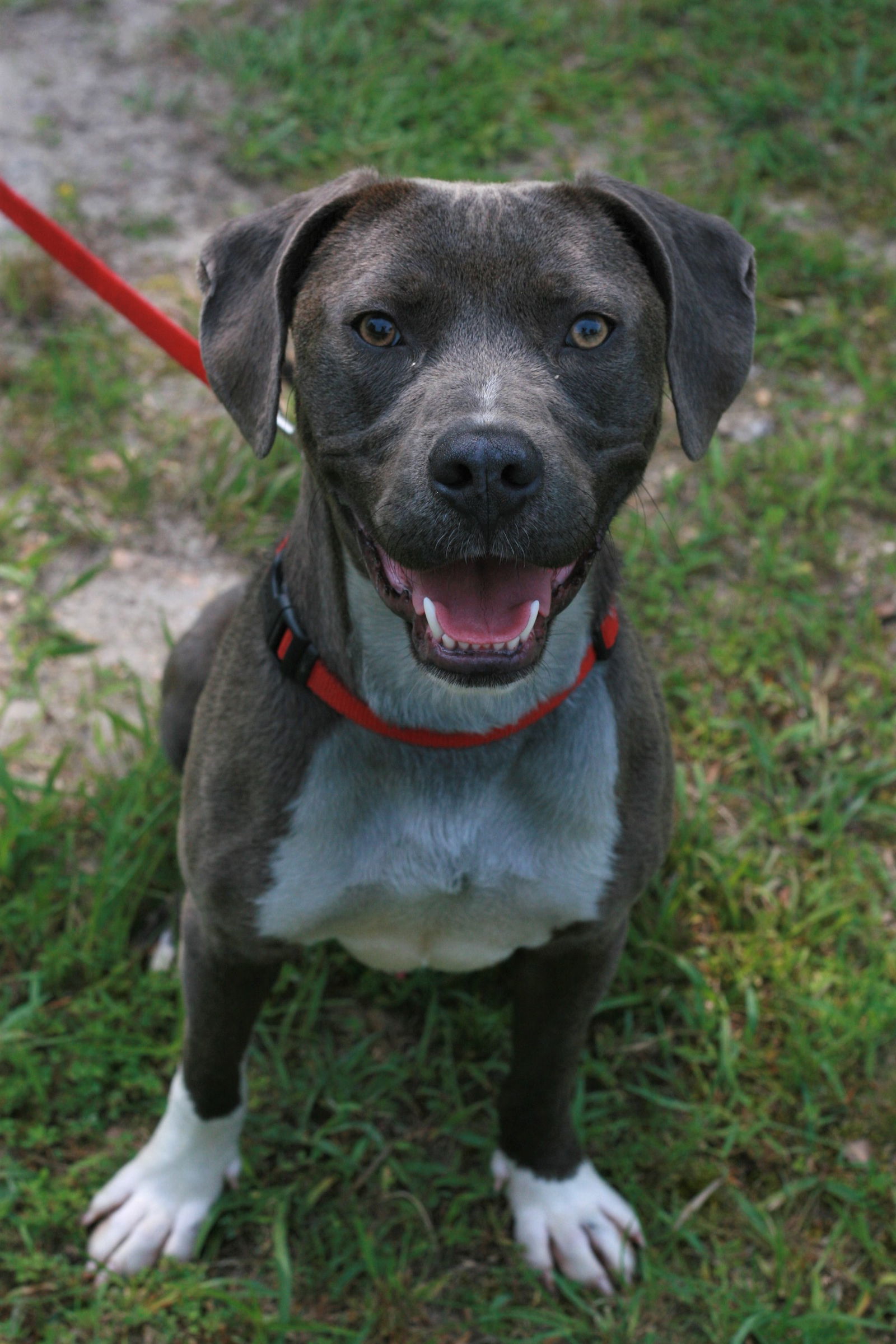 Will, an adoptable Weimaraner, Labrador Retriever in Attalla, AL, 35954 | Photo Image 2