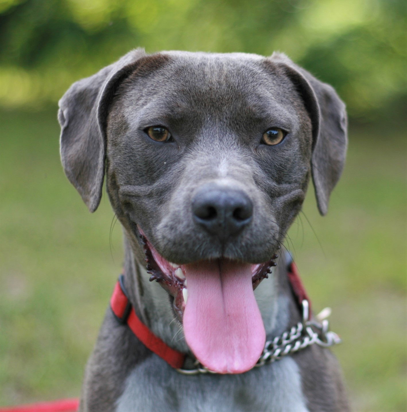 Will, an adoptable Weimaraner, Labrador Retriever in Attalla, AL, 35954 | Photo Image 6