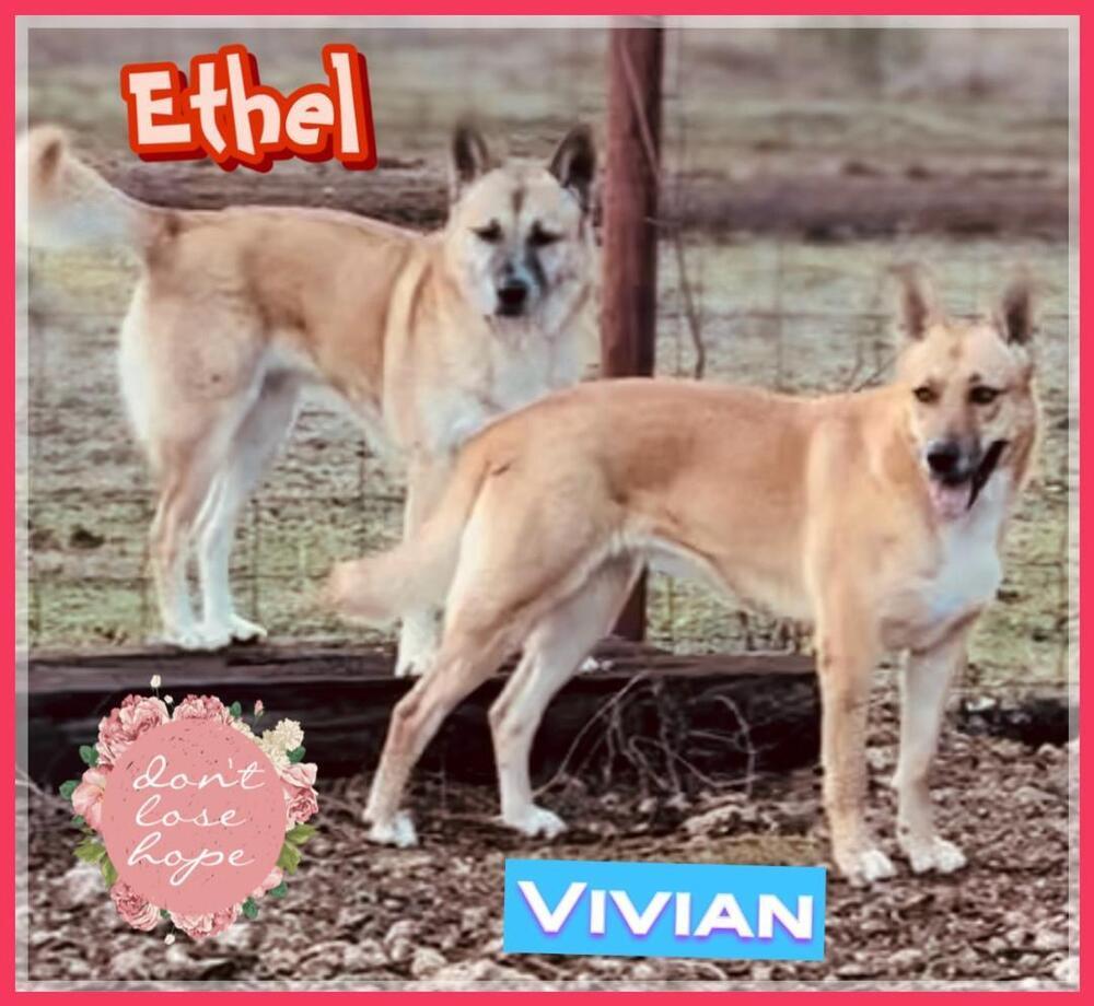 Ethel and Vivian, an adoptable Basenji, German Shepherd Dog in Harper, TX, 78631 | Photo Image 1
