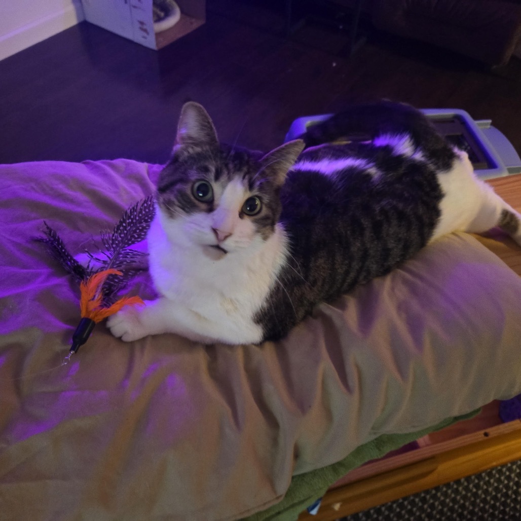 Slynk, an adoptable Domestic Short Hair in Morgan Hill, CA, 95038 | Photo Image 1