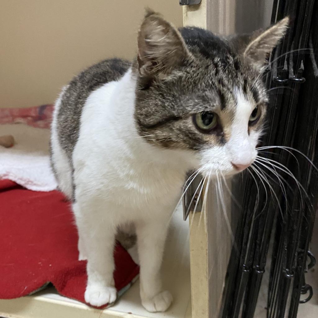 Slynk, an adoptable Domestic Short Hair in Morgan Hill, CA, 95038 | Photo Image 2