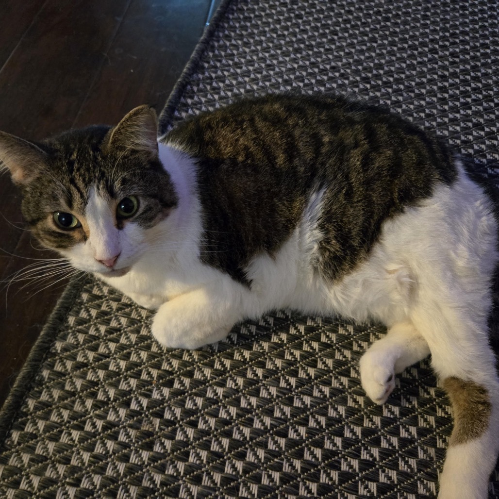 Slynk, an adoptable Domestic Short Hair in Morgan Hill, CA, 95038 | Photo Image 3